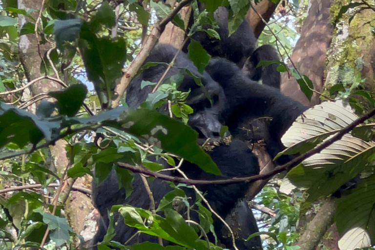 1 Daagse Oegandese Gorilla trektocht vanuit Kigali, Rwanda