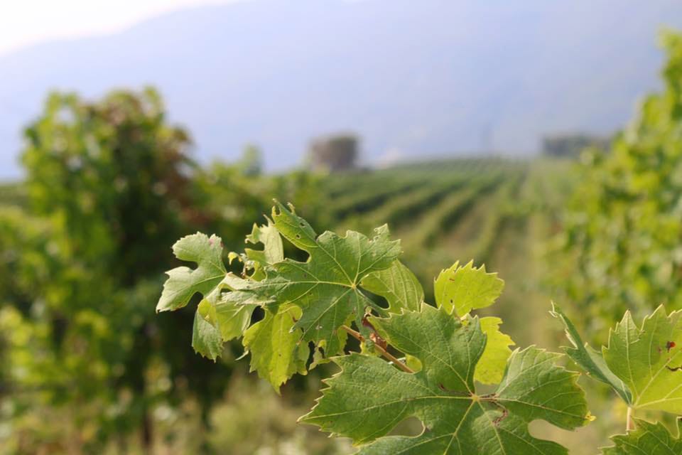 Pedemonte, Valpolicella tour e degustazione di vini regionali 4 - Hizvo