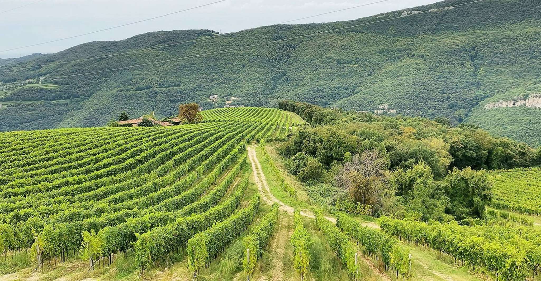 Pedemonte, Valpolicella tour e degustazione di vini regionali 4 - Hizvo