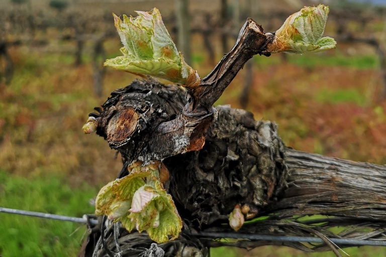 11Dégustations de vins, bateau privé, chef de la ferme à la table, déjeuner au jardin, WSET2