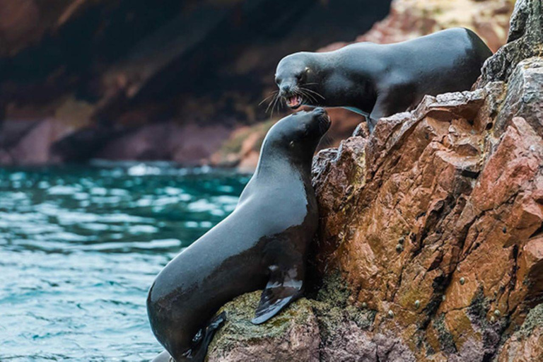 From Ica | 2-days tour of Ica- Huacachina and Paracas