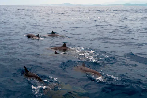 Puerto Escondido: Passeio de barco entre golfinhos e tartarugas