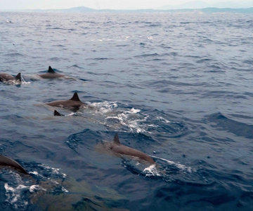 Puerto Escondido: Boat Tour among Dolphins and Turtles