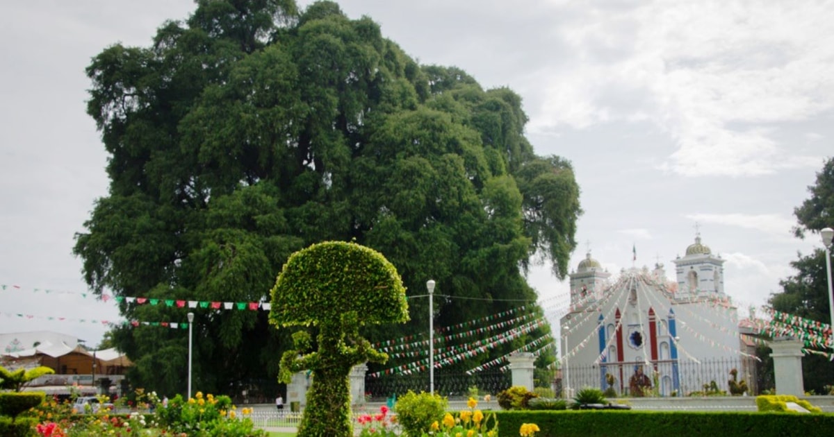 From Oaxaca: Oaxaca, Mitla, and Mezcal Factory Tour | GetYourGuide