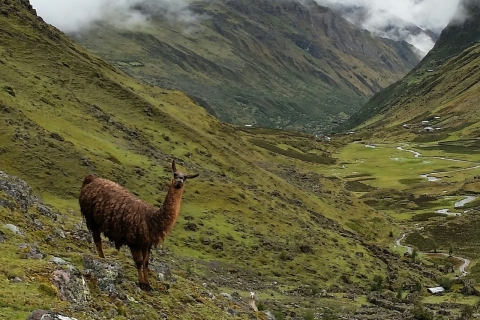 Lares Trek naar Machu Picchu 4D 3N