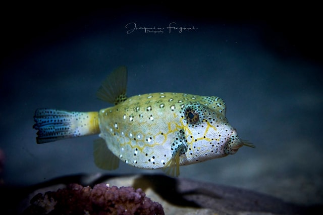 Visit Moorea Night Snorkelling Experience in Moorea, French Polynesia