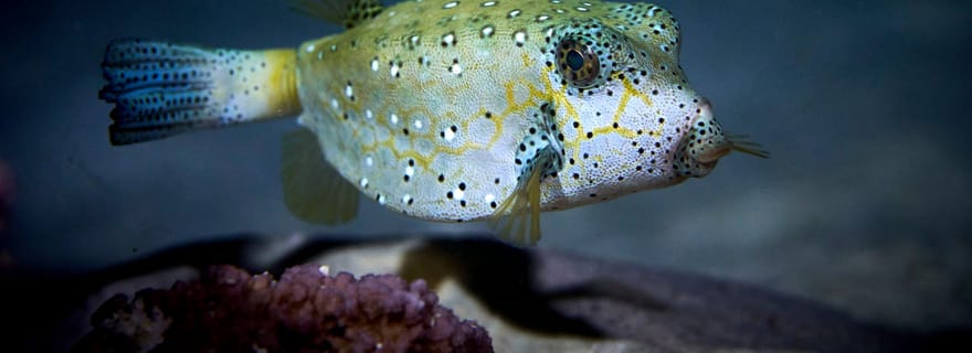 Moorea : Plongée nocturne en apnée