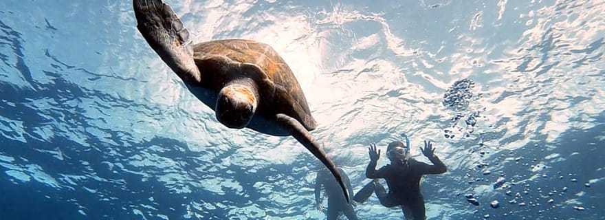 Abades : Ténérife - Excursion de plongée avec tuba pour les tortues et les raies