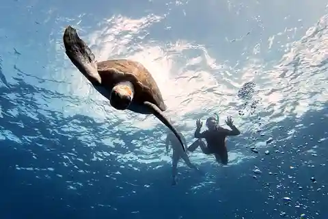 Abades: Tenerife Turtles and Rays Snorkeling Trip