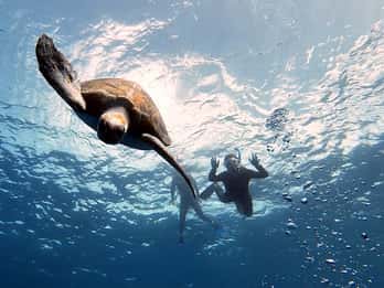 Abades: Escursione di snorkeling con tartarughe e razze a Tenerife