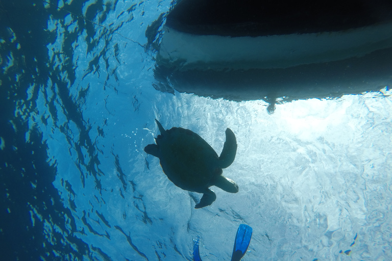 Abades: Tenerife Turtles and Rays Snorkeling Trip