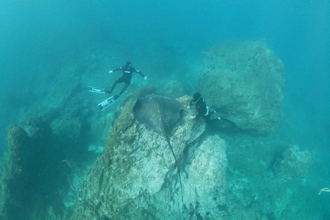 Abades: Tenerife Turtles and Rays Snorkeling Trip
