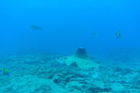 Abades: Tenerife Turtles and Rays Snorkeling Trip