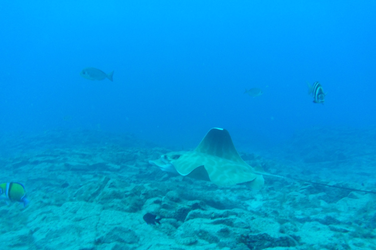 Abades: Tenerife Turtles and Rays Snorkeling Trip