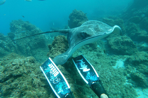 Abades: Tenerife Turtles and Rays Snorkeling Trip