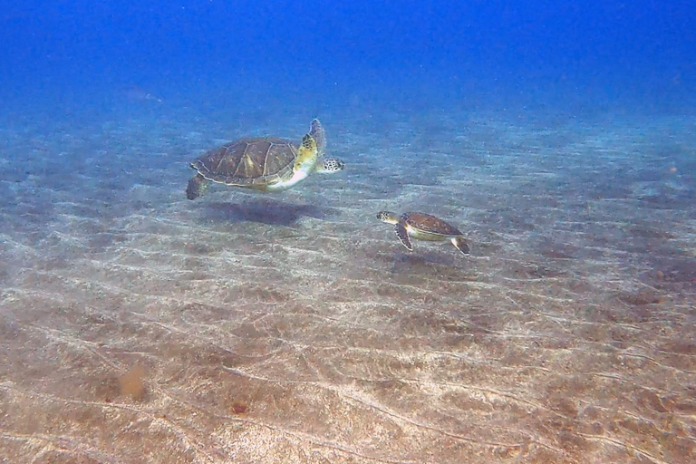 Abades: Tenerife Turtles and Rays Snorkeling Trip