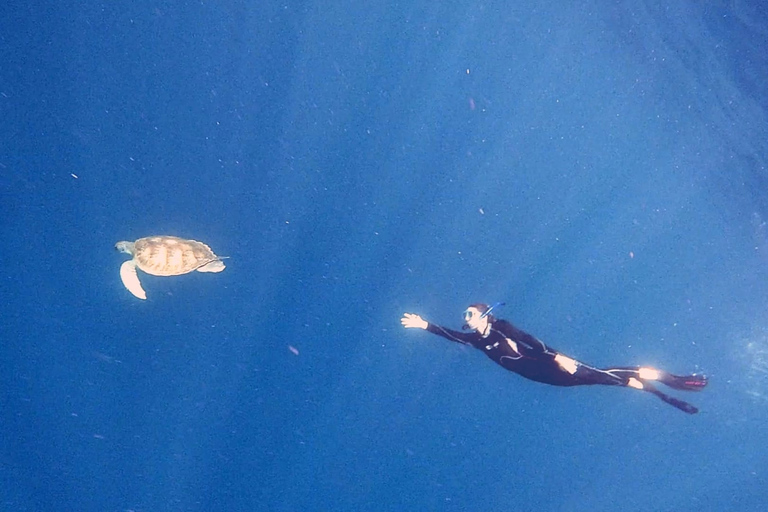 Abades: Tenerife Turtles and Rays Snorkeling Trip