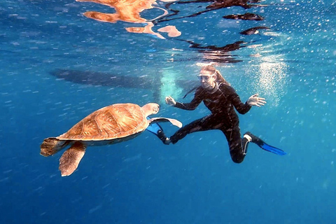 Abades: Tenerife Turtles and Rays Snorkeling Trip