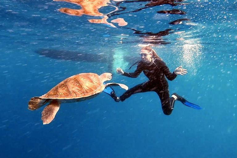 Abades: Tenerife Turtles and Rays Snorkeling Trip
