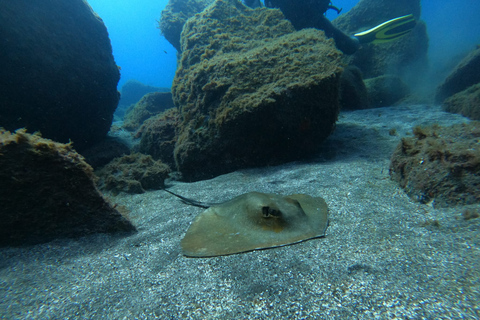 Abades: Tenerife Turtles and Rays Snorkeling Trip