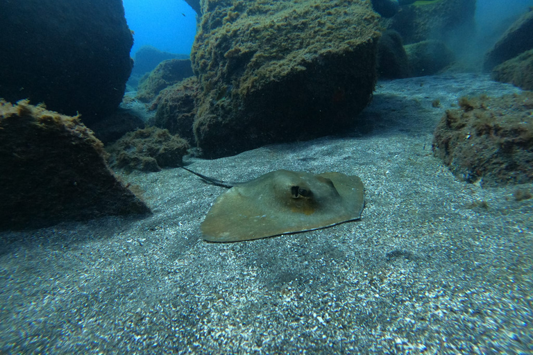 Abades: Tenerife Turtles and Rays Snorkeling Trip