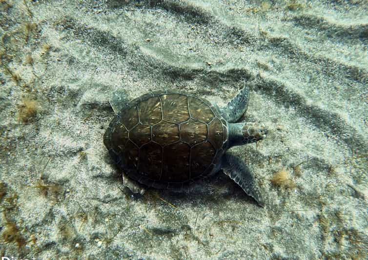 Las Galletas: Tenerife Turtles And Rays Snorkeling Cruise 