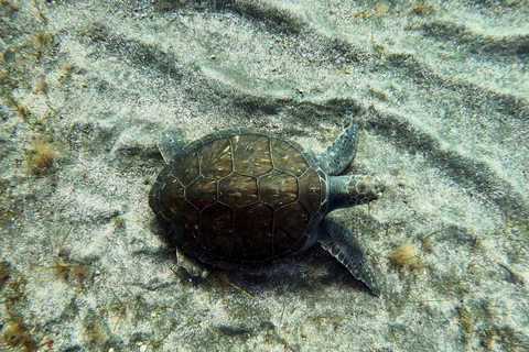 Abades: Tenerife Turtles and Rays Snorkeling Trip