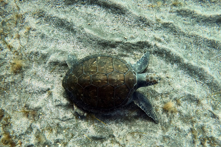 Abades: Tenerife Turtles and Rays Snorkeling Trip