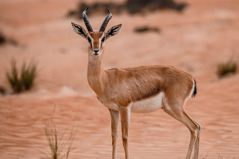 Dubai Dünen: Wüstensafari mit Abendessen bei SonnenuntergangGemeinsame Wüstensafari am Abend mit alkoholfreien Getränken