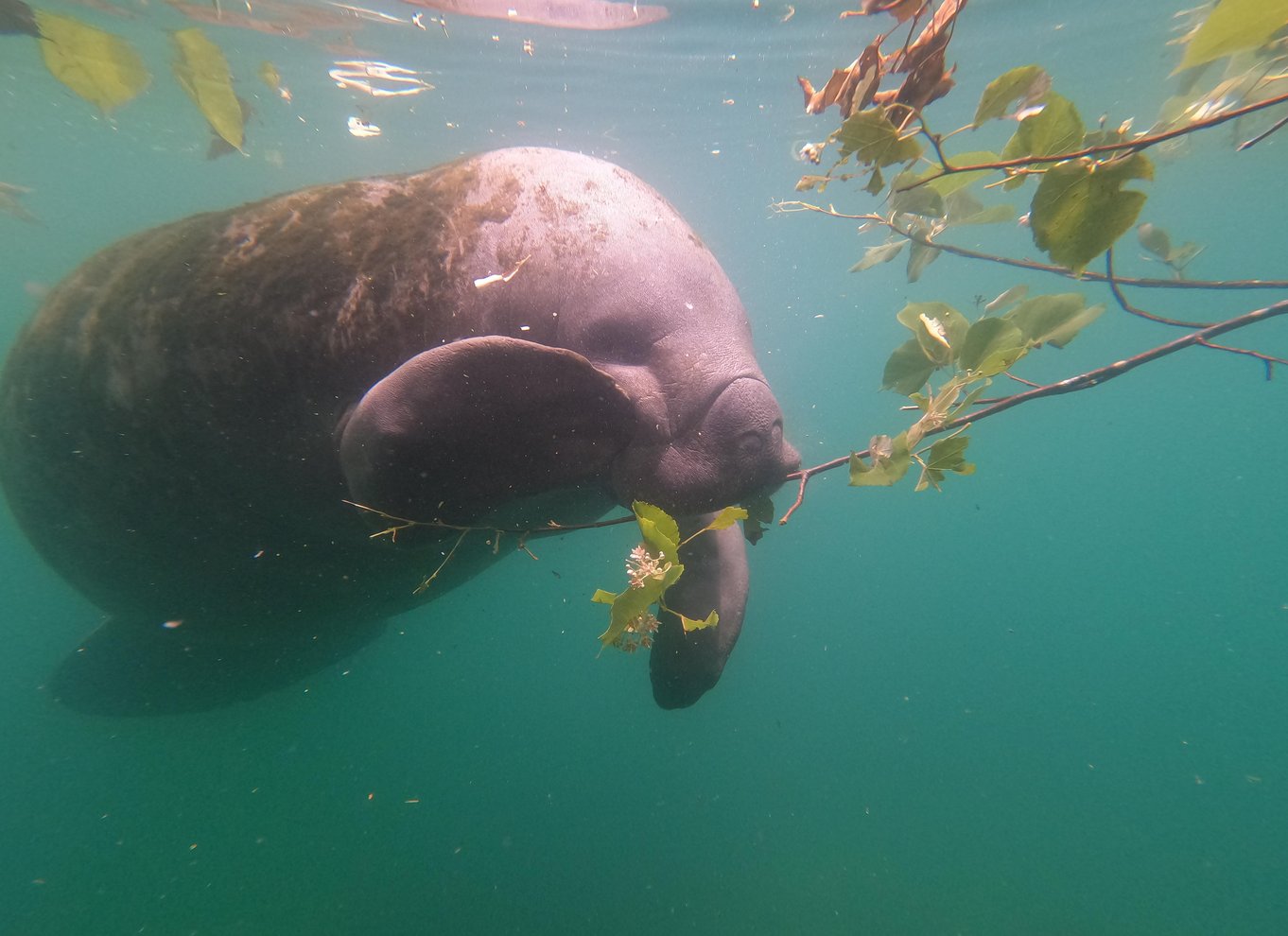 Crystal River: Guidet snorkeltur med søkøer