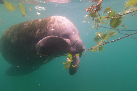 Crystal River: Guided Manatee Snorkeling Tour