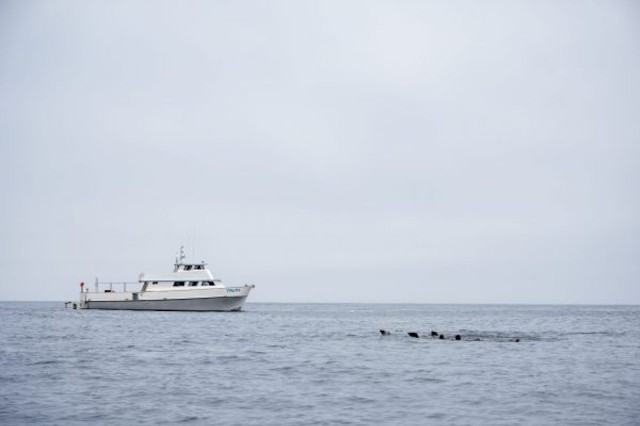 Visit Santa Barbara: Sunset Cruise with Dolphin Encounters in Santa Barbara