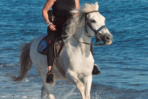 Side: Horseback Riding Adventure with Hotel Pickup