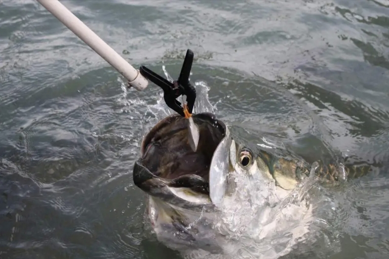 Miami: Riesige Fischfütterung erlebenMiami: Erlebnis Riesenfischfütterung - Elritze