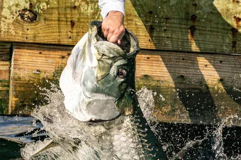 Miami: Giant Fish Feeding Experience