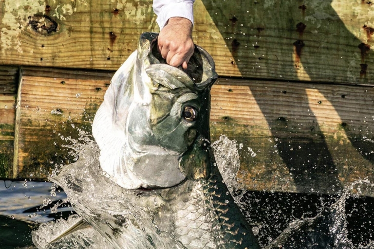 Miami: Karmienie gigantycznych rybMiami: Karmienie gigantycznych ryb - Minnow