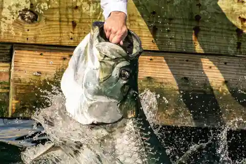 Miami: Experiencia de alimentación con peces gigantes