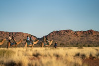 Alice Springs, Guided Outback Camel Ride - Hizvo