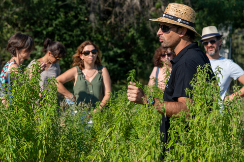 Tour del campo di lavanda e della distilleria tra Nimes e Arles