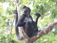 From Campeche, Private 3-Day Selva Maya Tour with Half Board - Housity