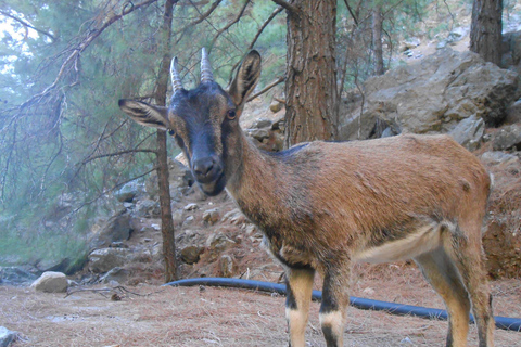 Von Agia Galini/Matala: Samaria-Schlucht-WanderungAgia Galini/Matala: Samaria-Schlucht Tagestour