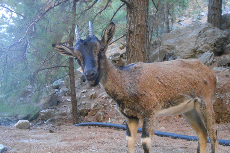 From Agia Galini/Matala: Samaria Gorge Hiking Tour