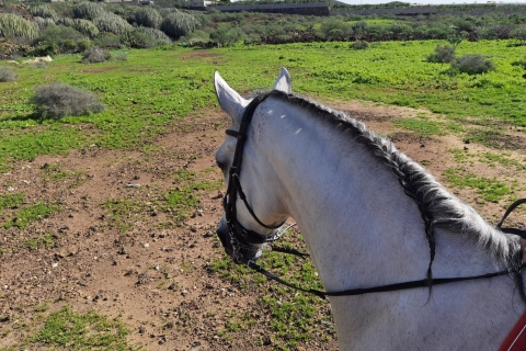 Tenerife : Randonnée à chevalPromenade à cheval d'une heure