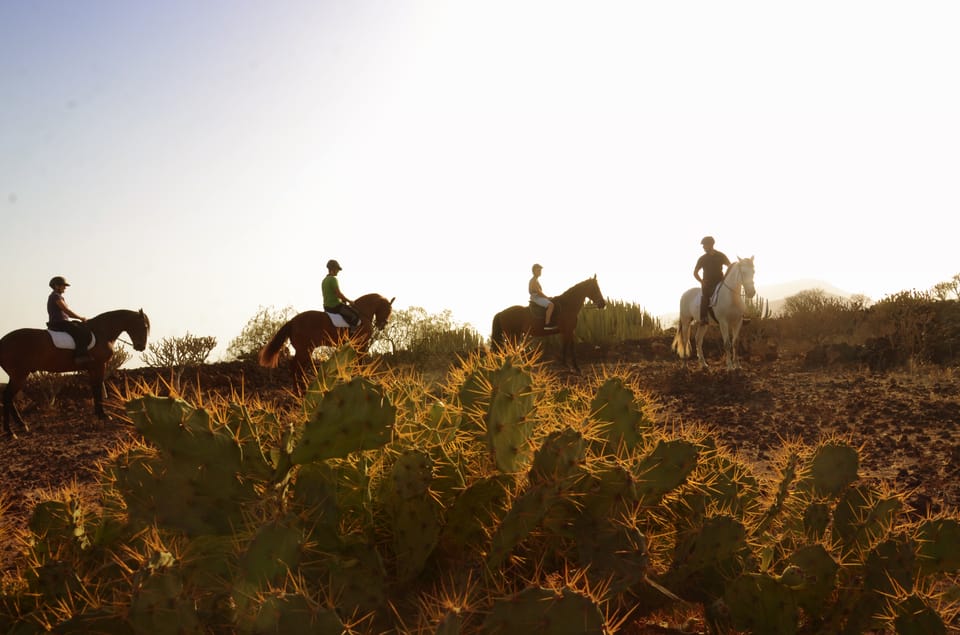 Four riders on horseback in silhouette behind prickly pear cacti in low evening light