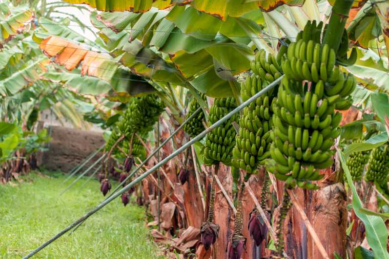 La Orotava: Visita guiada a la plantación ecológica de plátanos