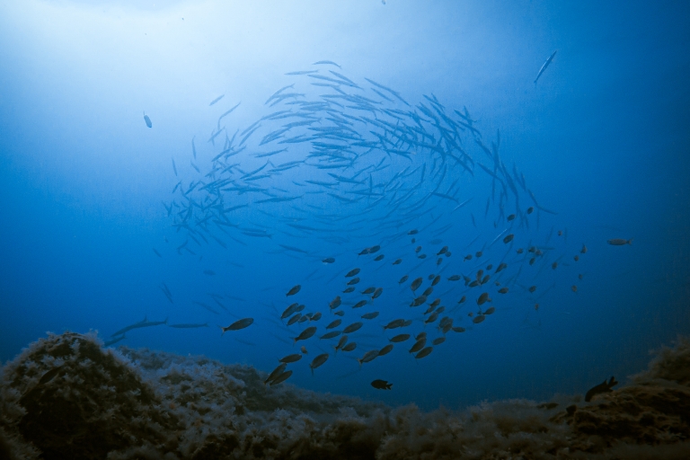 Scuba Diving Fuerteventura