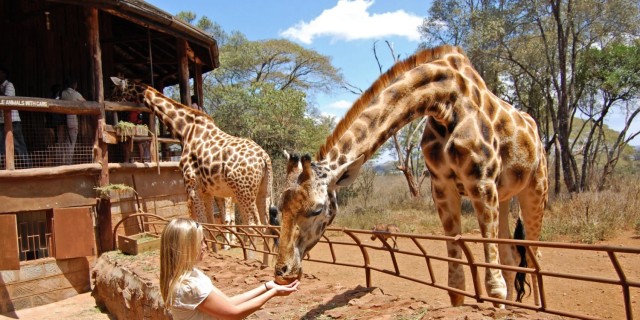 Visit Nairobi Elephant Sanctuary and Giraffe Center Day Tour in Nairobi