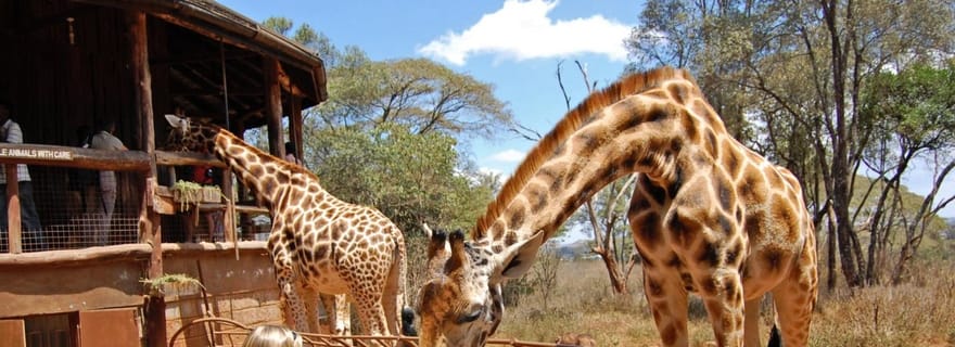 Nairobi : Excursion d'une journée au sanctuaire des éléphants et au centre des girafes
