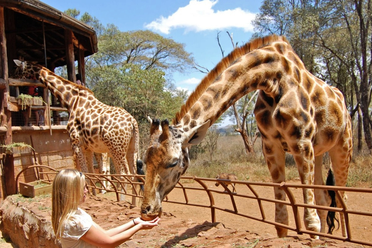 Nairobi tour to Elephant sanctuary and Giraffe center.