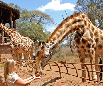 Nairobi: Elephant Sanctuary and Giraffe Center Day Tour